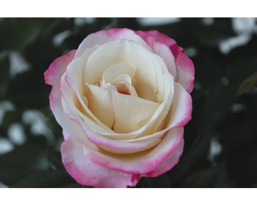 Nahaufnahme einer Rose mit weißen und pinkfarbenen Blütenblättern