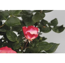 Rose avec fleur rouge et blanche dans le jardin