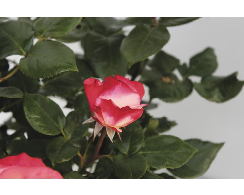 Rose mit roter und weisser Blüte im Garten