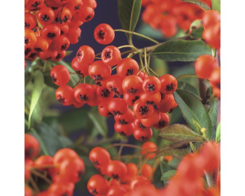 Feuerdorn FloraSelf Pyracantha coccinea 'Red Column' H 55-70 cm Co 2,5 L Feuerdorn FloraSelf Pyracantha coccinea 'Red Column' H 55-70 cm Co 2,5 L