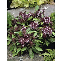 Plante de basilic thaï avec des fleurs violettes et des feuilles vertes dans le jardin.