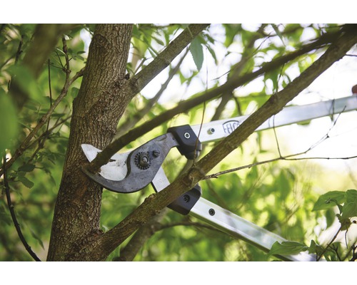 Astschere schneidet einen Ast