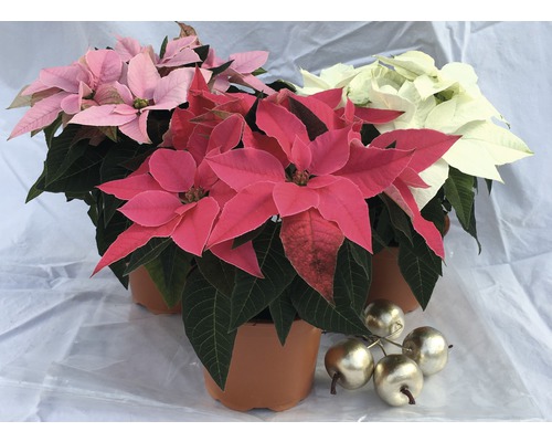 Drei Weihnachtssterne in Töpfen und goldene Äpfel als Dekoration