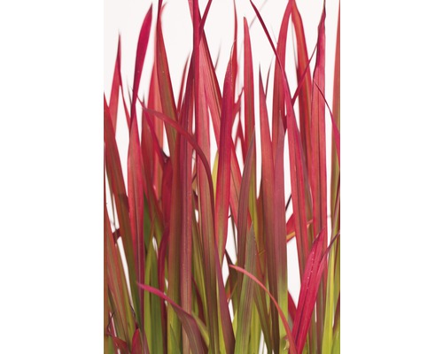 Impérate cylindrique FloraSelf Imperata cylindrica var. koenigii 'Red Baron' h 10-40 cm Co 3 l