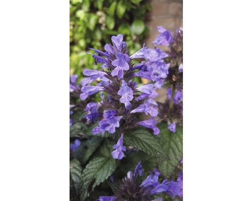 Gros plan de fleurs de cataire violettes