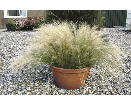 Zartes Federgras FloraSelf Stipa tenuifolia 'Pony Tails' H 10-30 cm T 14 cm Topf mit Federgras im Garten