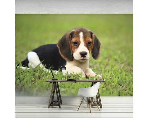 Wandbild mit Beagle-Motiv in einem Büro