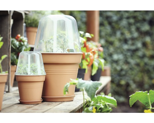 Scène avec des pots de fleurs et des cloches transparentes sur une table en bois à l''extérieur.