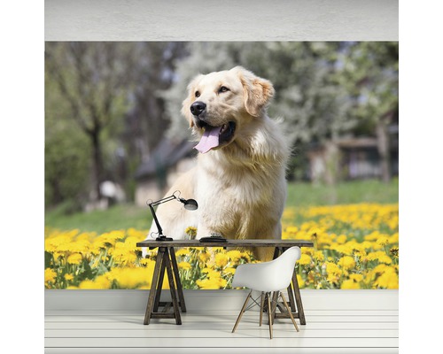 Fototapete mit einem Golden Retriever auf einer Wiese mit Löwenzahn hinter einem Schreibtisch.