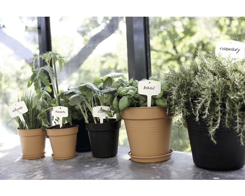 Diverses herbes et légumes en pots avec des étiquettes de plantes.