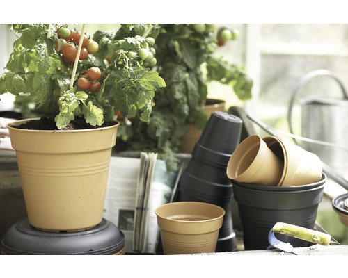 Plant de tomates dans un pot de fleurs à côté de fournitures de jardinage