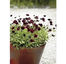 Schokoladenblume FloraSelf 12er Topf