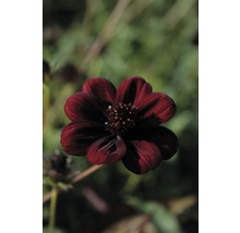 Schokoladenblume FloraSelf 12er Topf