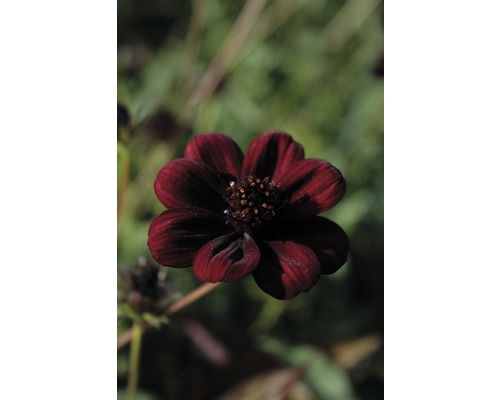 Gros plan sur une fleur de chocolat unique