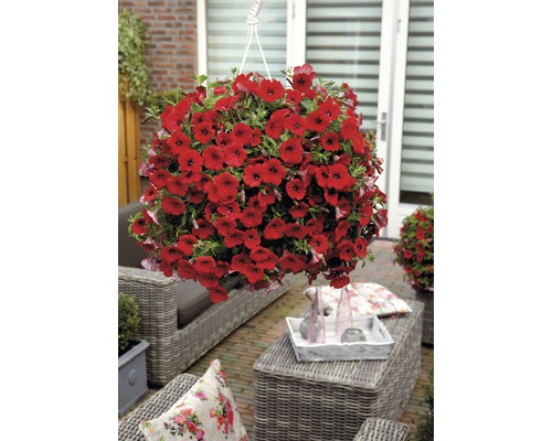 Pétunias retombants dans une suspension sur une terrasse