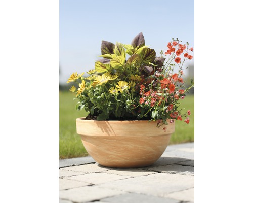 Blumentopf bepflanzt mit gelben Gänseblümchen, Coleus und roten Blüten