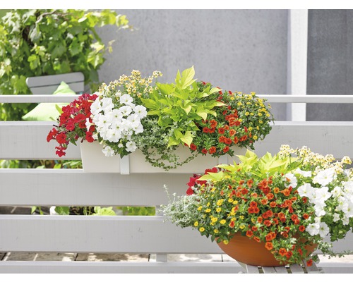 Jardinières avec diverses fleurs d''été sur un balcon