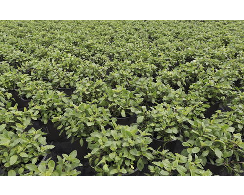 Champ de plants d''origan en pots