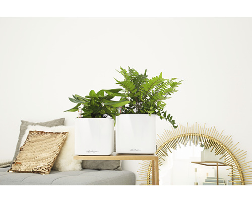 Deux plantes en pot dans des pots de fleurs blancs sur une étagère