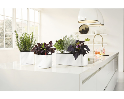 Trois bacs à fleurs blancs avec des herbes aromatiques sur un plan de travail de cuisine.