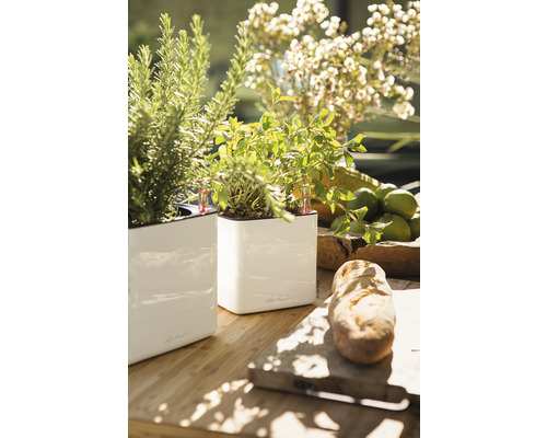 Deux pots de fleurs carrés blancs avec des herbes sur une table en bois