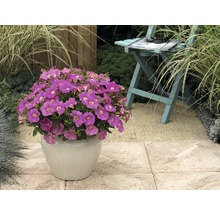 Pétunias dans un pot dans le jardin