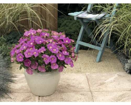 Pétunias dans un pot dans le jardin