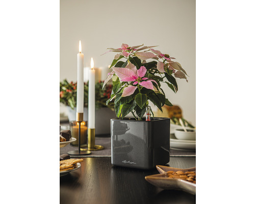 Weihnachtsstern mit Bewässerungssystem in einem Topf auf einem Tisch mit Adventsdekoration.