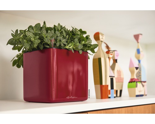 Roter Pflanzkasten mit Grünpflanze auf einem Regal