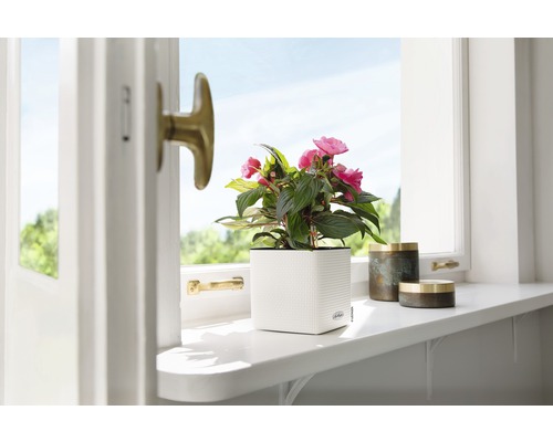 Scène avec plante d''intérieur dans un pot de fleurs blanc sur un rebord de fenêtre