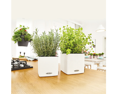 Scène de cuisine avec des herbes aromatiques dans des pots blancs sur un plan de travail