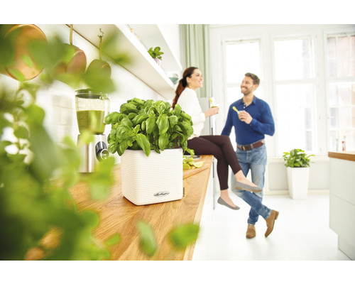 Décor de cuisine lumineux avec basilic en pot et couple détendu