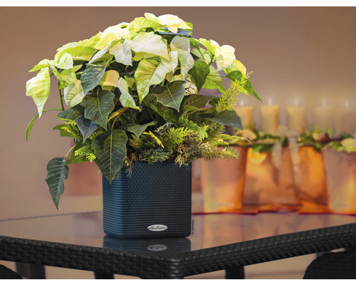 Poinsettia dans un pot de fleurs noir sur une table