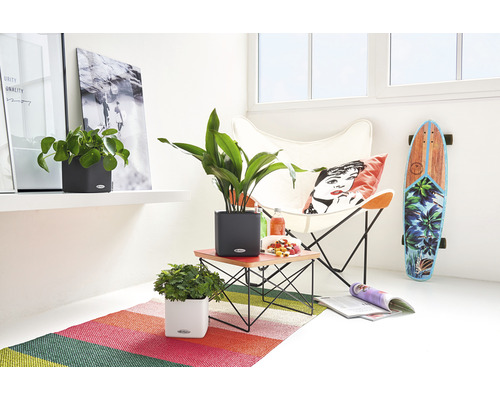 Scène d''intérieur lumineuse et conviviale avec des plantes dans des pots Lechuza, un fauteuil, un skateboard et un tapis