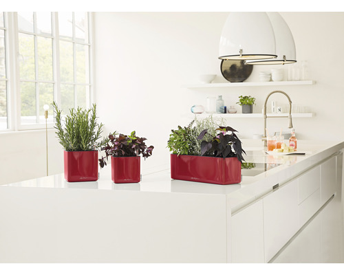 Drei rote Pflanzgefäße mit Kräutern auf einer Küchentheke