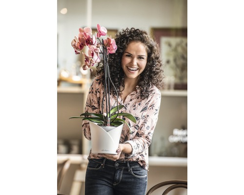 Femme tenant une orchidée rose en fleurs dans un pot de fleurs.