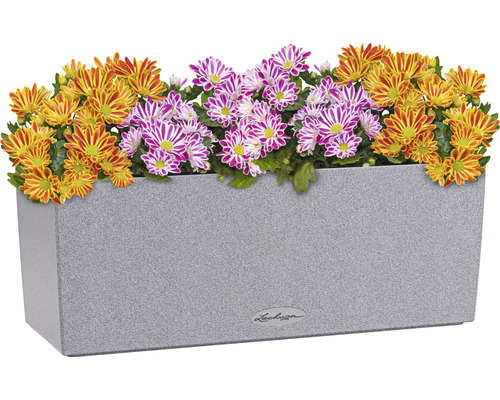 Jardinière grise avec chrysanthèmes jaunes et violets