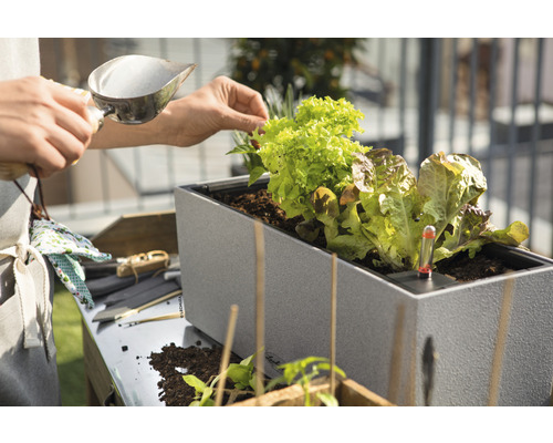 Une personne remplit un parterre surélevé avec des plants de salade et un thermomètre