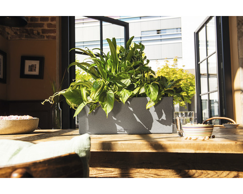 Jardinière avec des plantes sur une table en bois devant une fenêtre