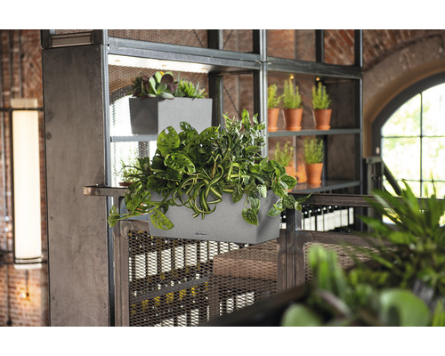 Scène avec des bacs à fleurs gris plantés sur une étagère métallique.