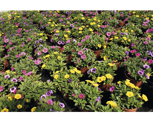 Nombreux pétunias en pot avec des fleurs jaunes, violettes et roses