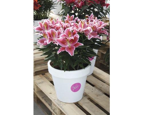 Lilie im Topf mit rosa Blüten auf Palette