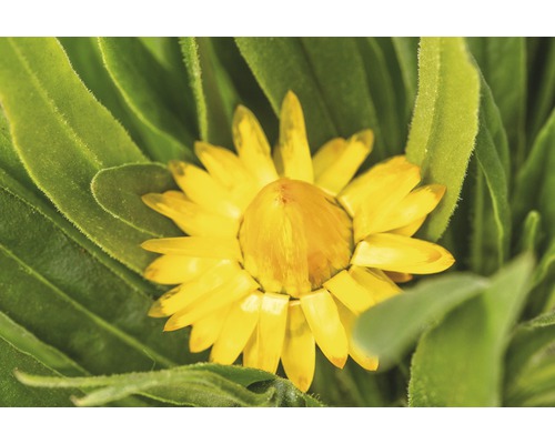 Nahaufnahme einer einzelnen gelben Strohblume mit grünen Blättern