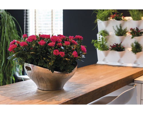 Tischdekoration mit Rosen in silberfarbenem Topf und Wandbepflanzung