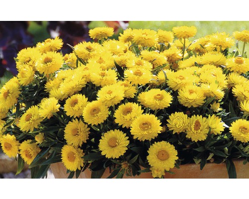 Gelbe Strohblumen in einem Pflanzgefäß