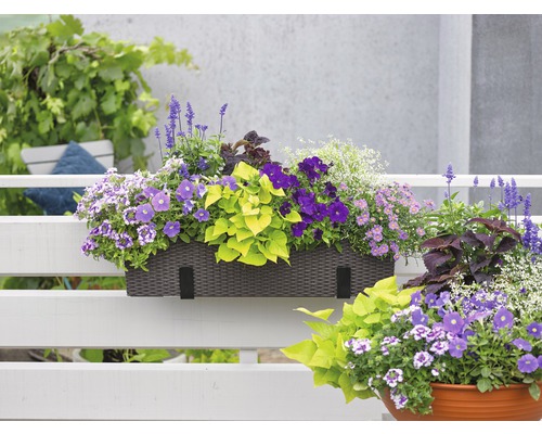 Jardinière avec différentes fleurs sur un balcon