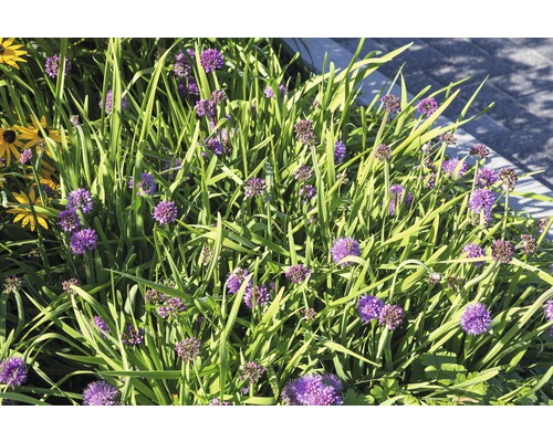 Parterre de fleurs avec de l''ail d''ornement et d''autres plantes