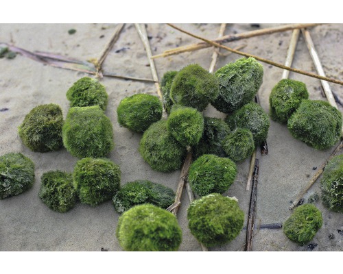 Boules de mousse sur sable
