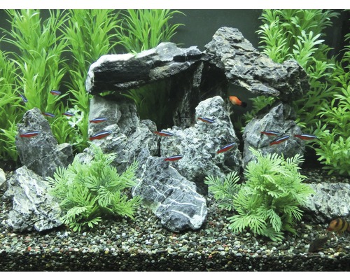 Dekoratives Aquarium mit Felsen, Pflanzen und Fischen