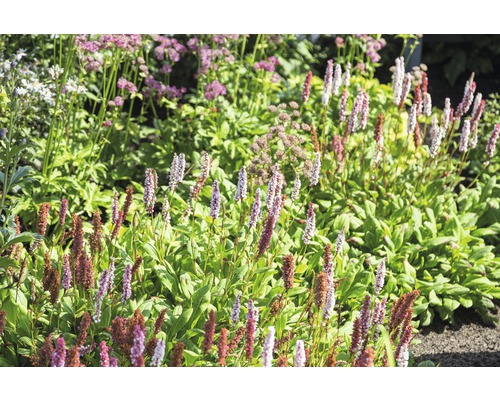 Knöterich Bistorta affinis 'Darjeeling Red' (ehem. Persicaria aff. 'Darjeeling Red') H 5-20 cm Co 0,5 L-0